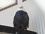 Yukla 27 Memorial - Bald Eagle 3.jpg