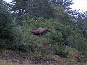 Moose and Calf 6.jpg