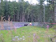 Moose in Playground 2.jpg